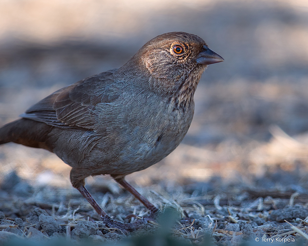 California Towhee