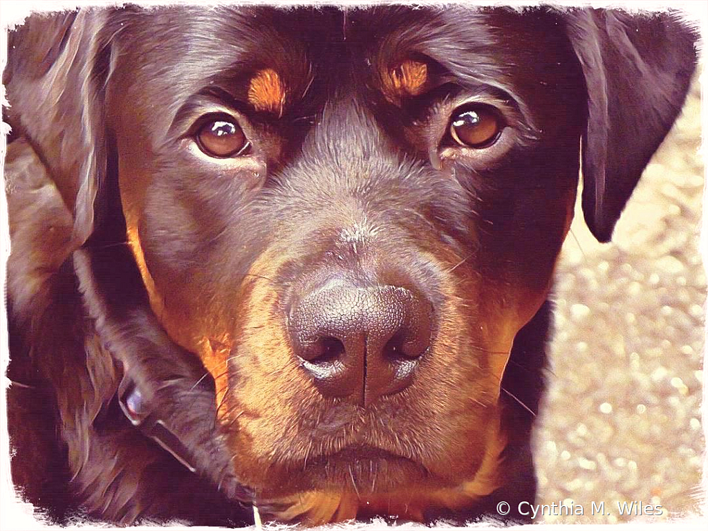 Precious Jack 