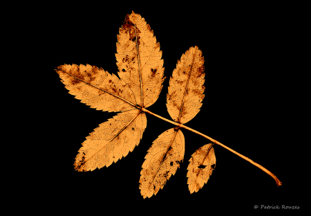 Leaf On Pavement
