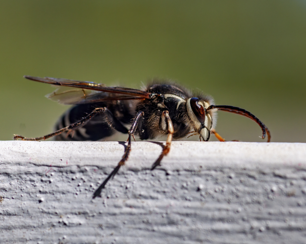 Hornet