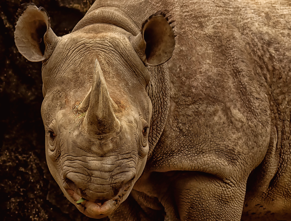 Rhino Face