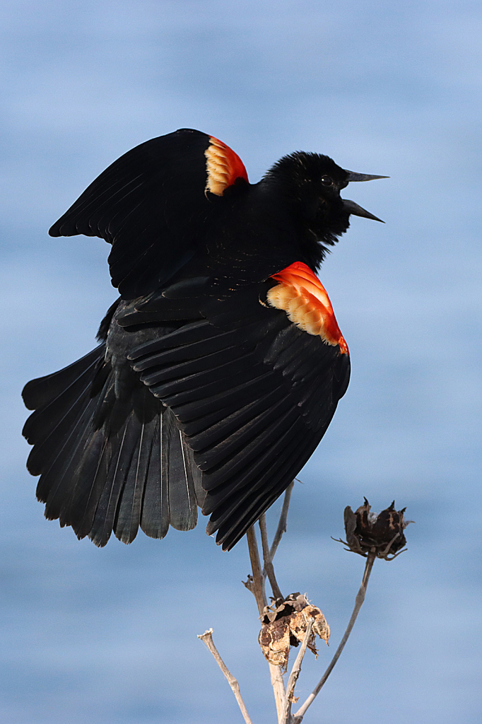 Red-winged Blackbird