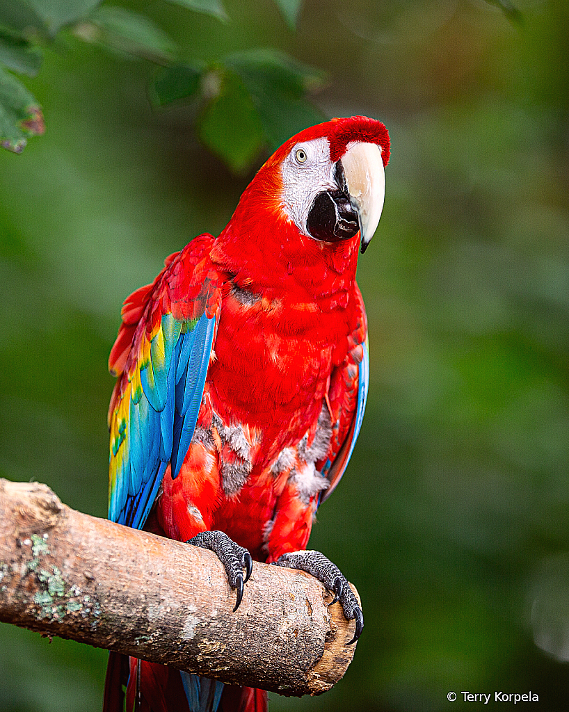 Red-winged Macaw