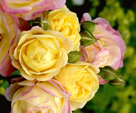 Life of the Party roses