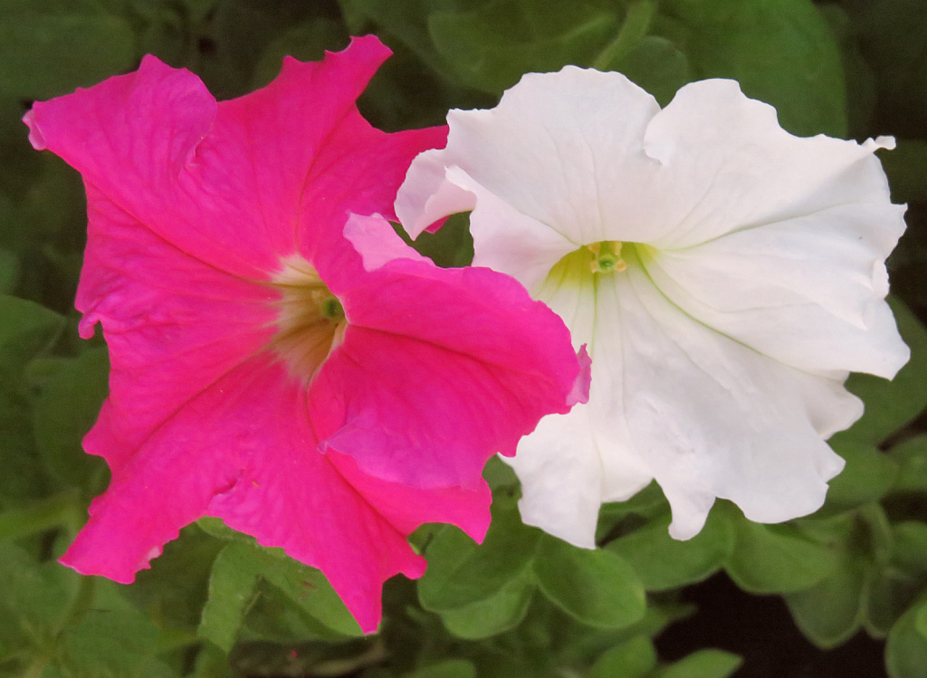 Pink and White Neighbors