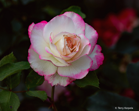 A Nice Rose