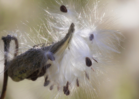 Another Milkweed
