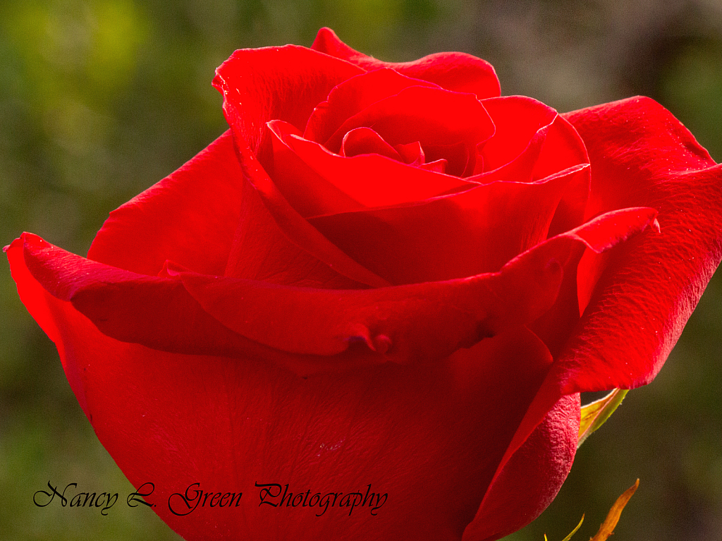 Red Red Rose