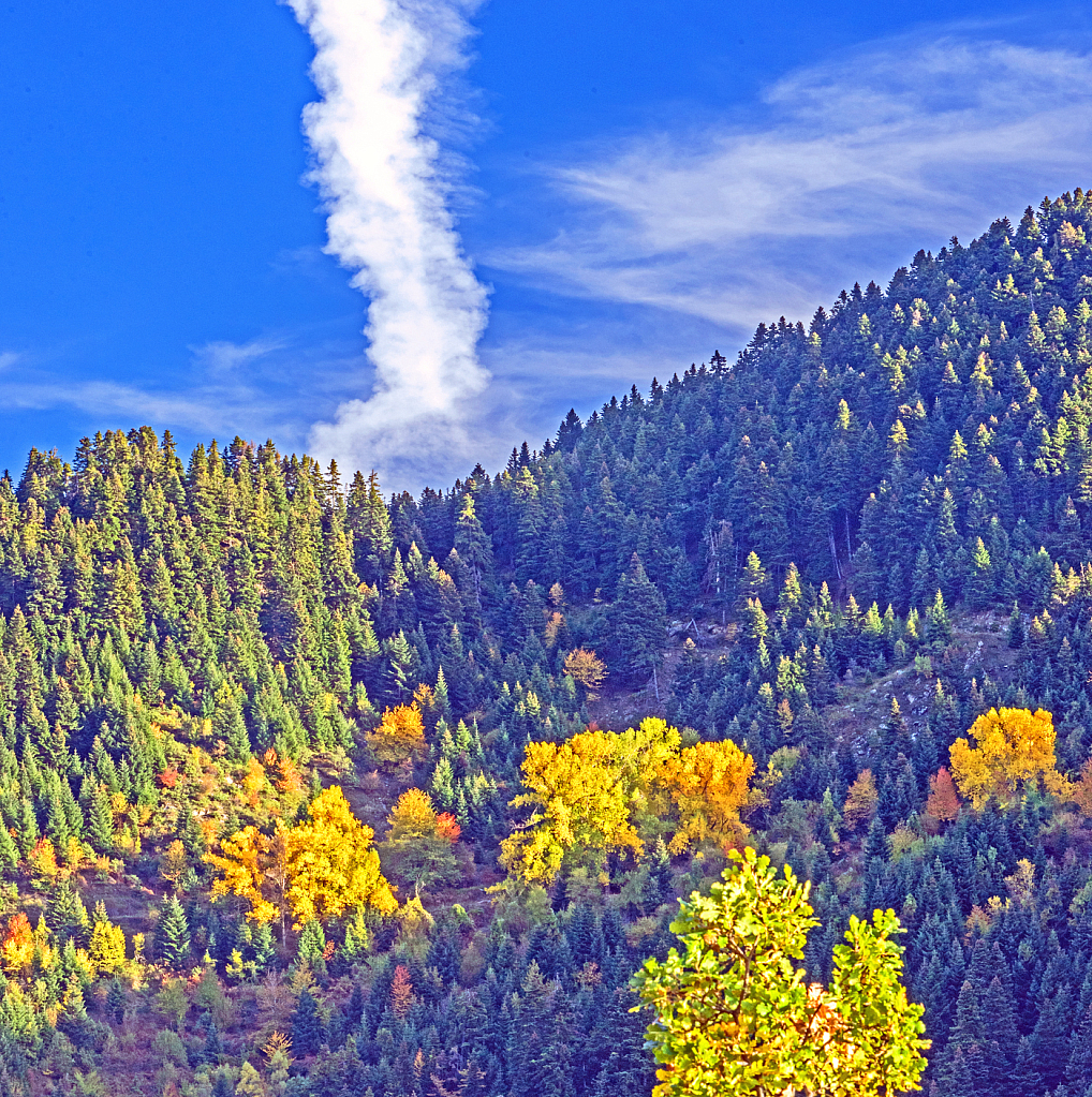 Mixed Forest in Autumn.