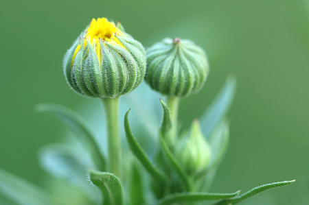 A Couple of Buds