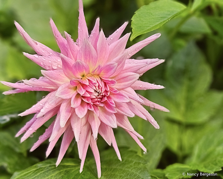 Raindrops on Dahlia