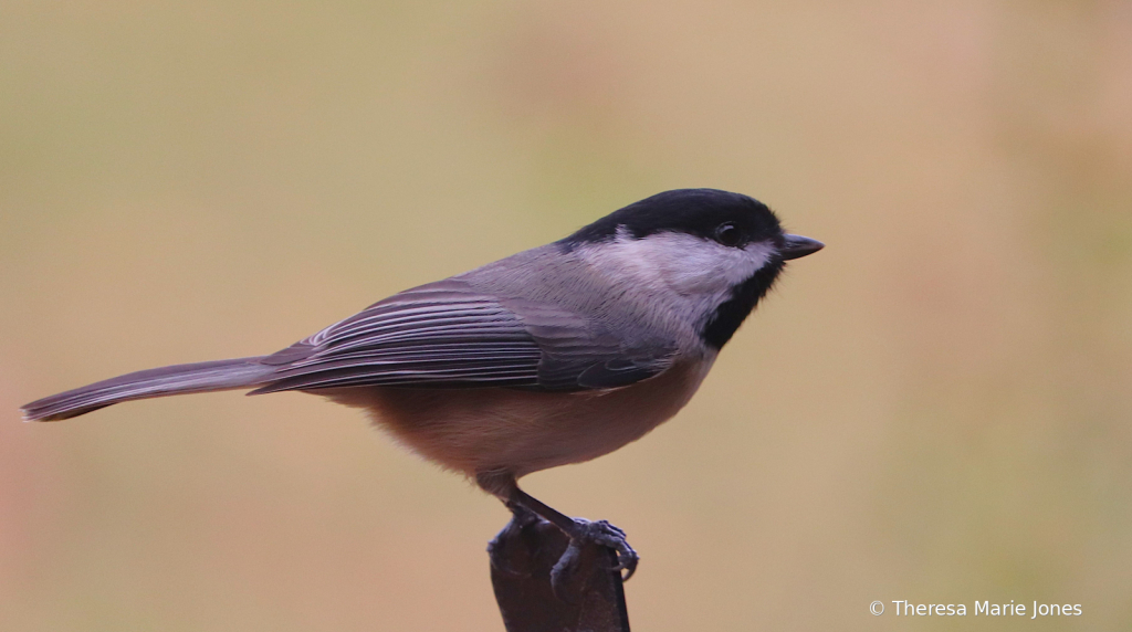 Chickadee