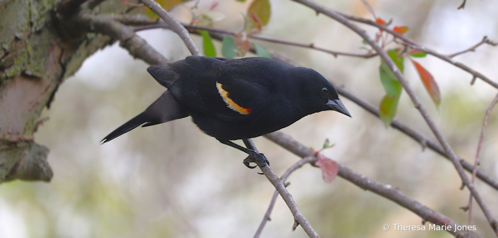 Blackbird