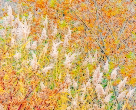 Nature's colors photo painting. Abstract.