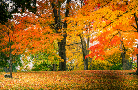 Essense of Autumn