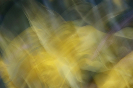 Yellow daffodil deconstructed