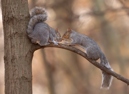 Nose to Nose with Eyes Closed