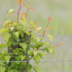 Bobolink - ID: 16130150 © Cynthia Underhill