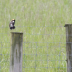 Bobolinks - ID: 16130151 © Cynthia Underhill