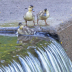 Mallards - ID: 16130152 © Cynthia Underhill