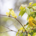 © Cynthia Underhill PhotoID# 16130163: IMG9683 Yellow Warbler 