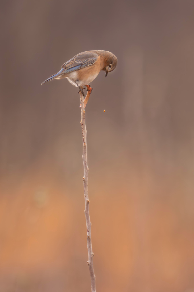 "Uh Oh. Dropped the Seed" 