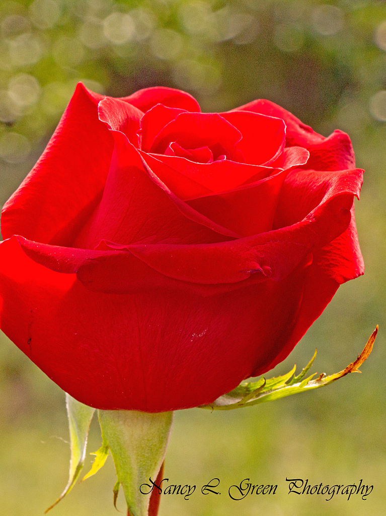  Single Red Rose