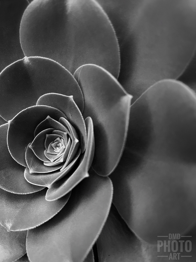 ~ ~ PLAYING WITH BLACK AND WHITE ~ ~ 