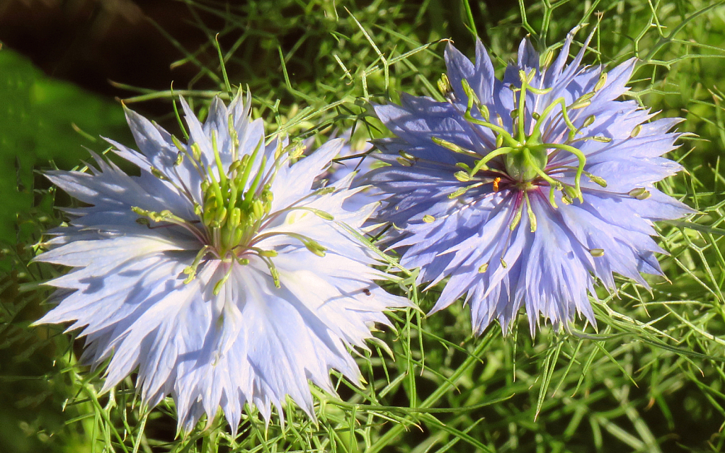 A Pair In The Sun