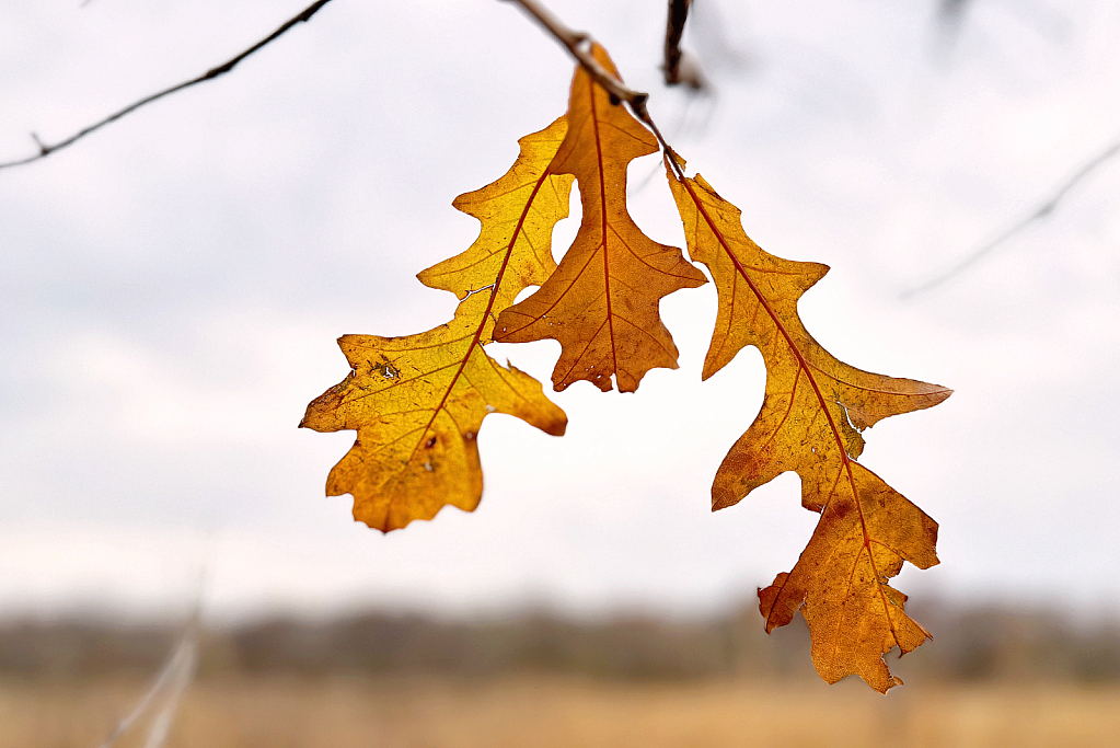 Last Leaves