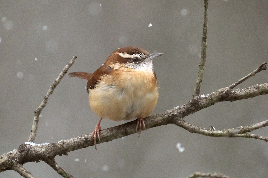 Carolina Chickadee