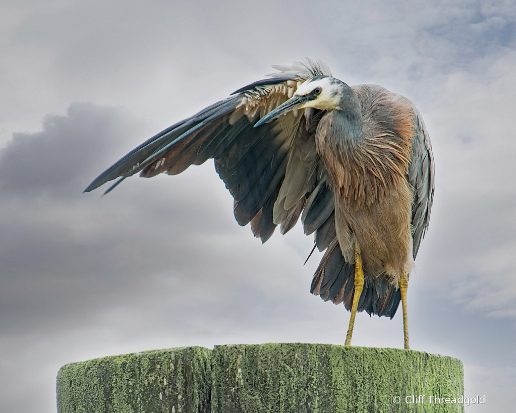 Heron grooming