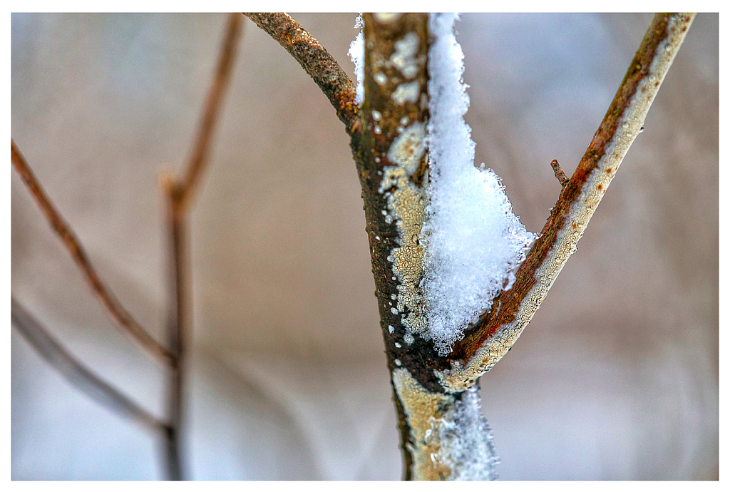 Winter Branches
