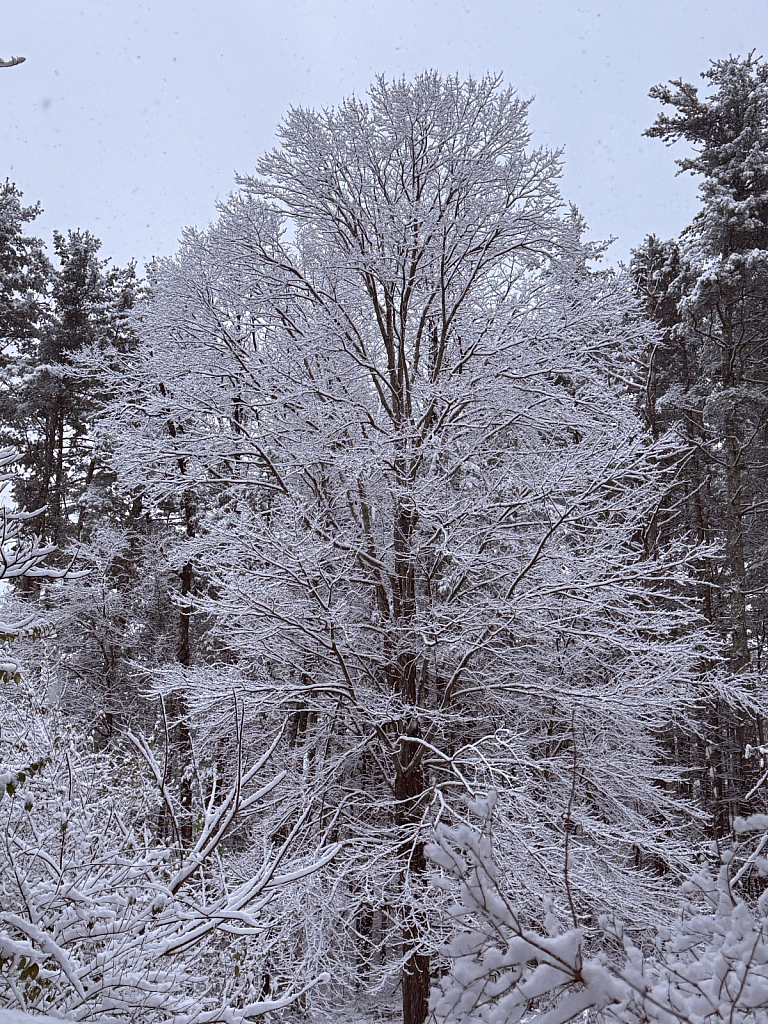 White Foliage