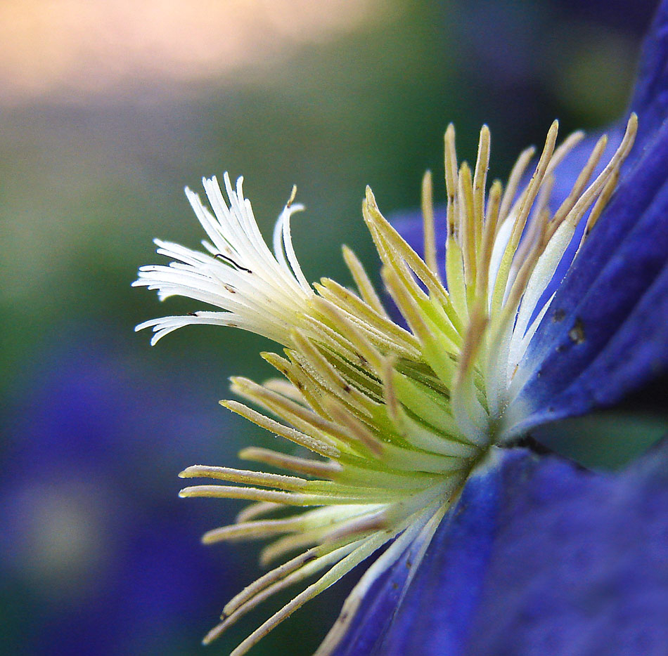 Clematis