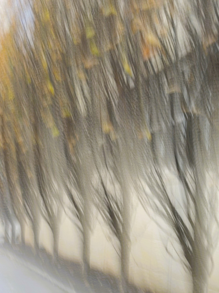 A row of trees