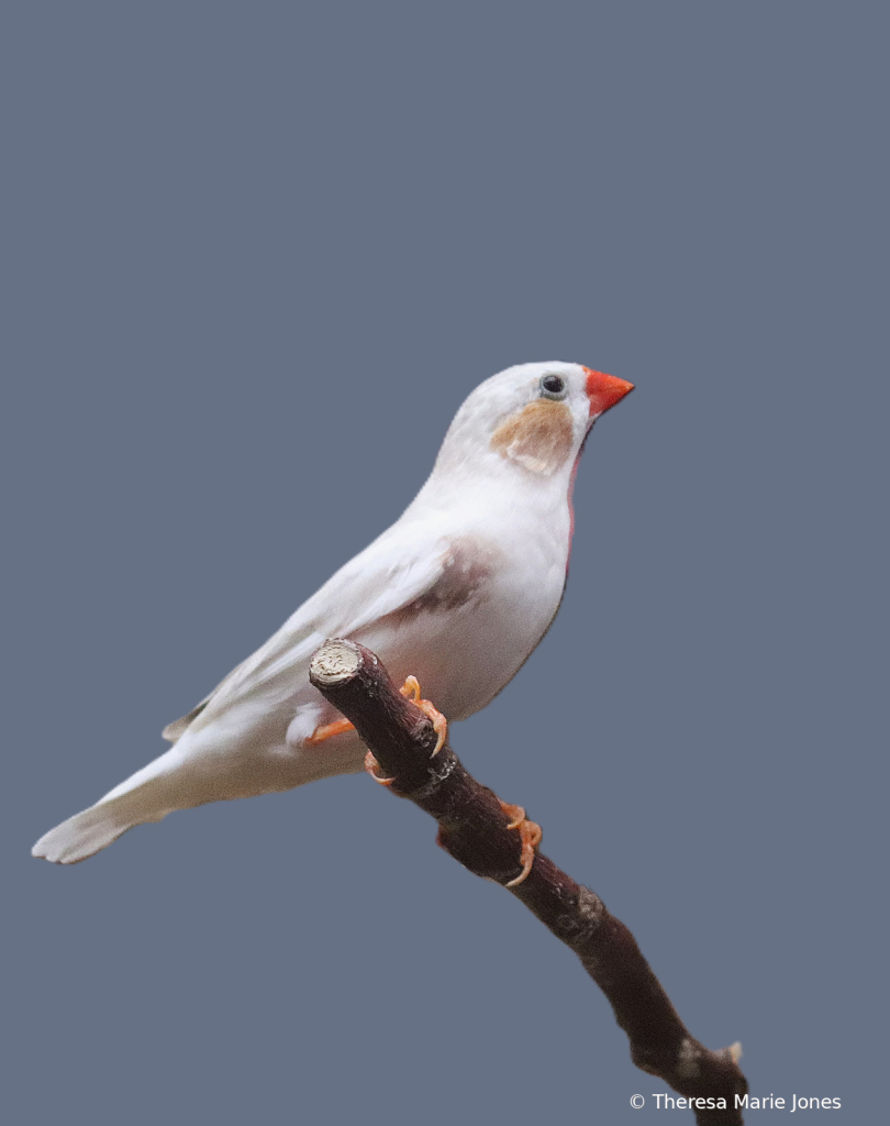 A white Bird