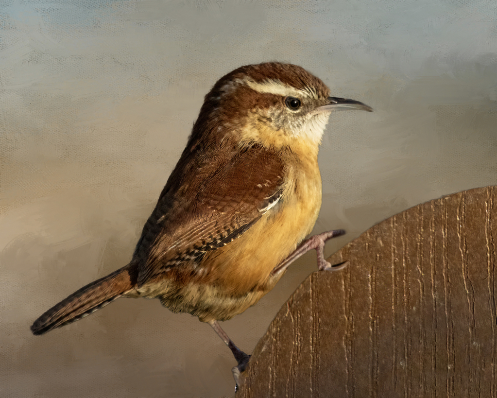 Carolina Wren Portrait