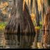 © Susan Milestone PhotoID# 16131542: 2111 Cypress Trees and Reflection