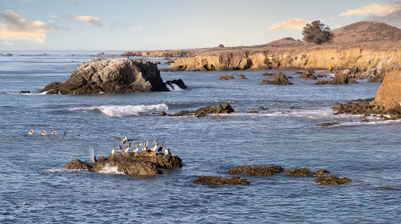 The Pelican Squad
