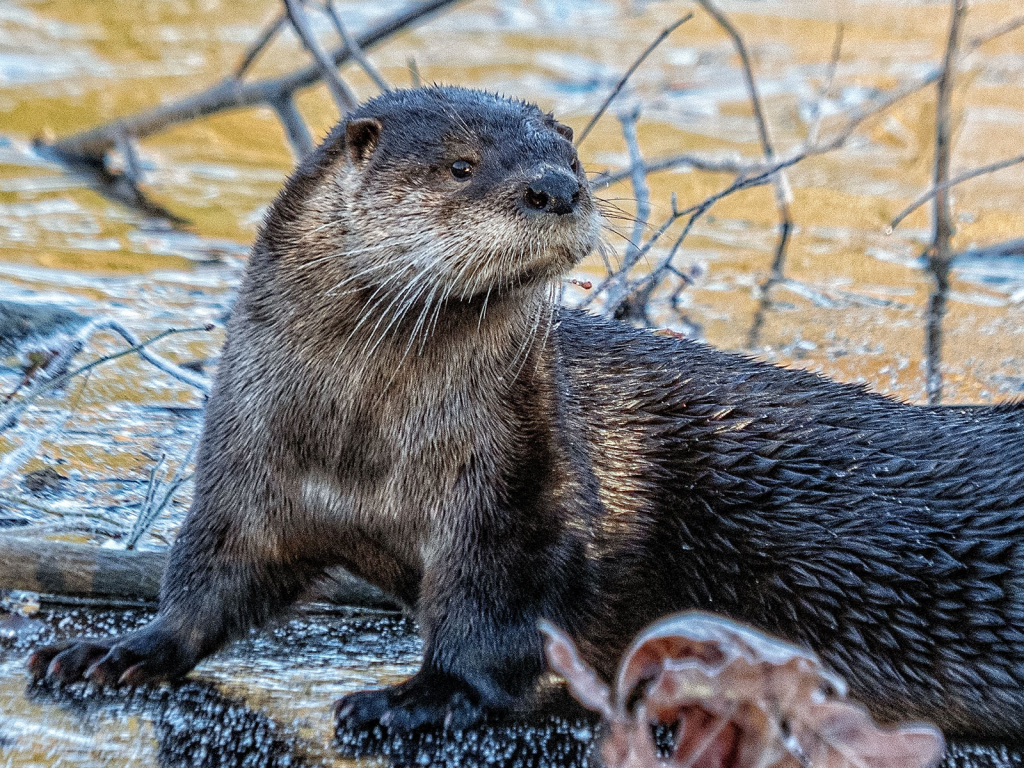 Otter on Ice