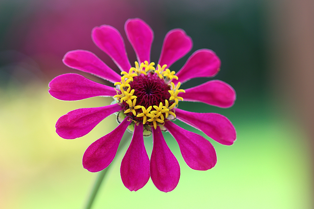 Zinnia