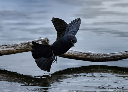Brewer's Blackbird-Male