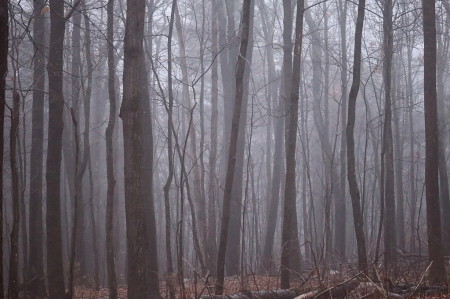 Magical Mystery Mist