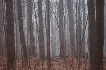 Misty Woods