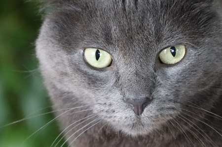 Cat Eyes