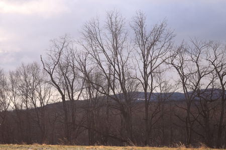 Winter Trees At A Rock Concert