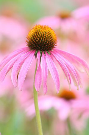 Coneflowers
