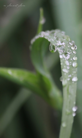 New Leaf