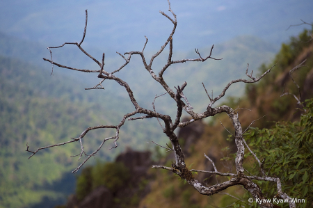 The Branch